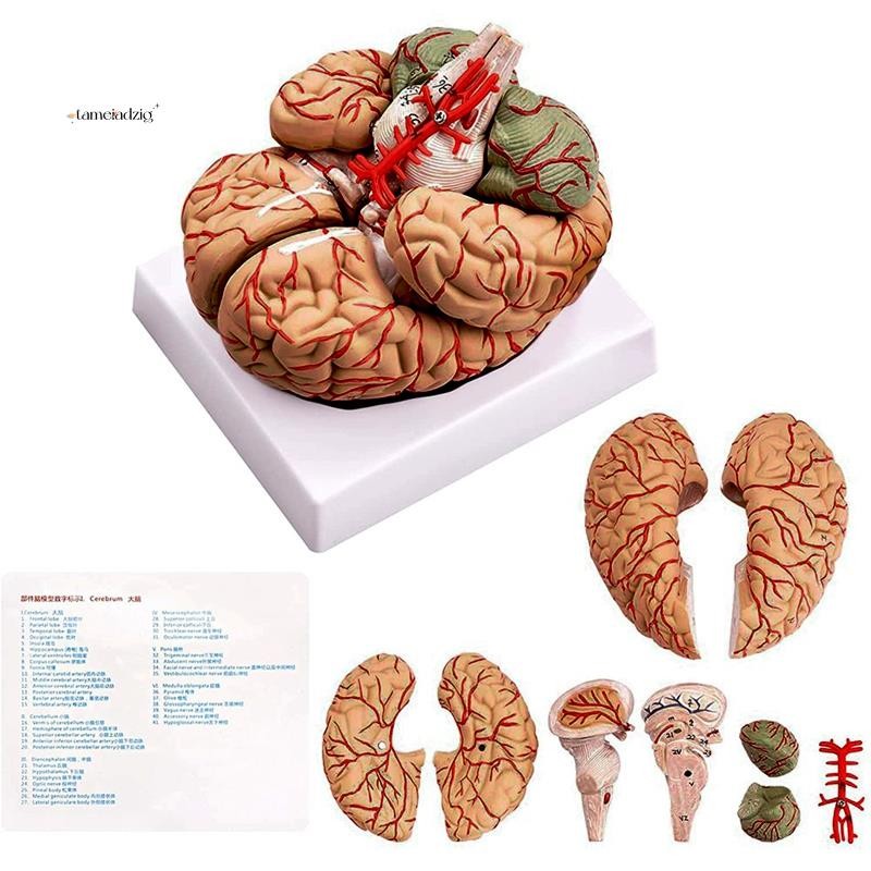 Human Brain Model,Life Size Human Brain Anatomy Model with Display Base ...
