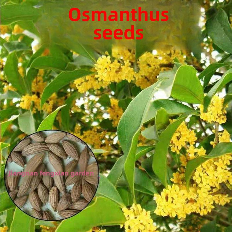 【In Stock】Osmanthus Seed Osmanthus Fragrans Agarwood August Osmanthus ...