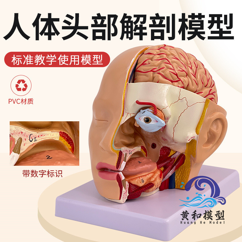 Head Surgery Brain with Brain Artery Model Human Brain Anatomy Model ...