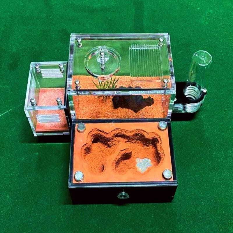 Ant Castle New Queen Small Flat Nest Dedicated Ant Nest Ant Farm Ant ...