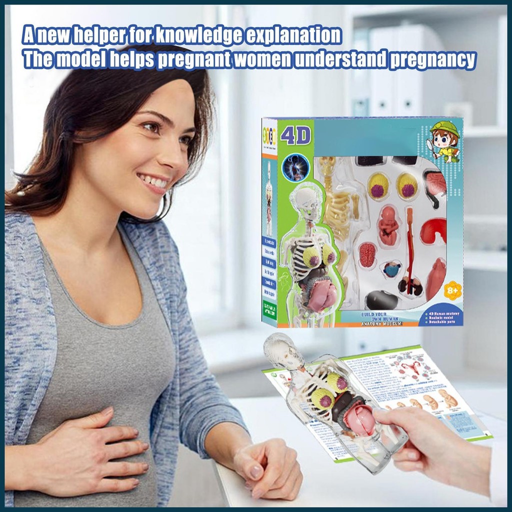 Human Body Model For Kids Pregnant Women Body Anatomical Assembly Kit ...