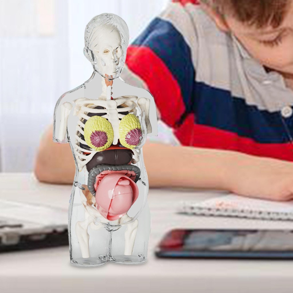 Human Body Model For Kids Interactive Pregnancy Kit Realistic Removable ...