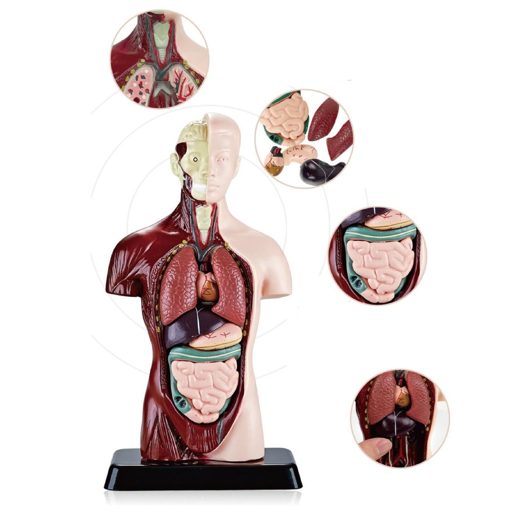 [uguuiya] Human Body Model Removable Humam Model 5 Removable Parts with ...