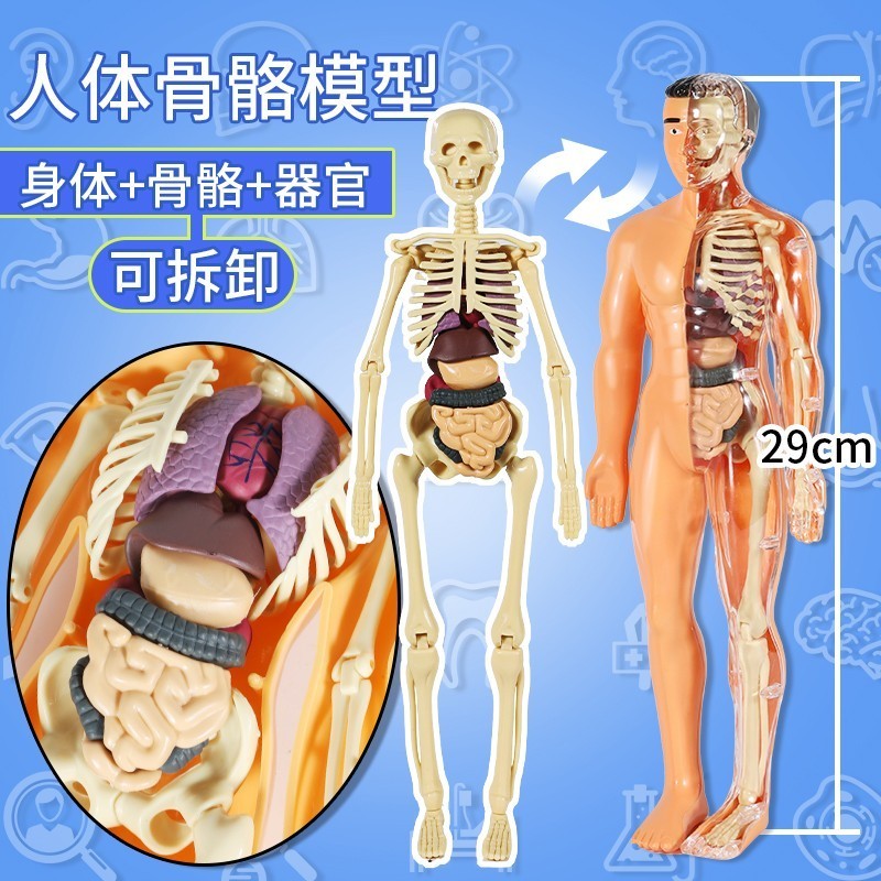 Large Detachable Assembly Human Model Structure Bone Organ Skeleton ...