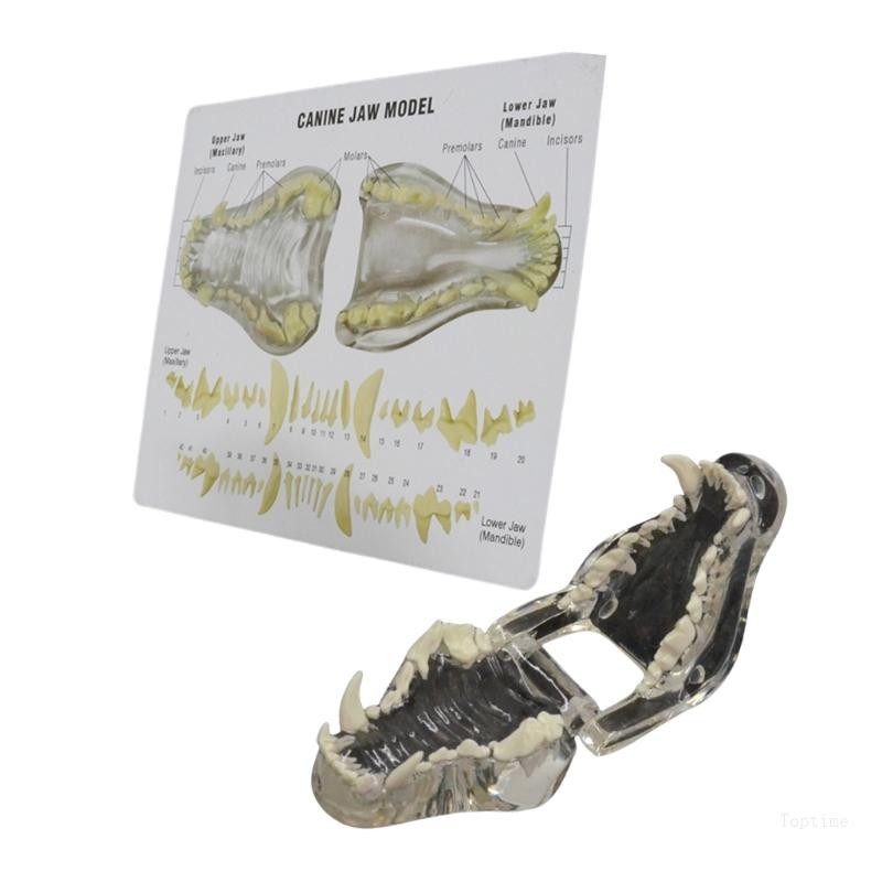 Top 1 1 Dogs Teeth Anatomy Models Clear Dogs Teeth Model for Veterinary ...