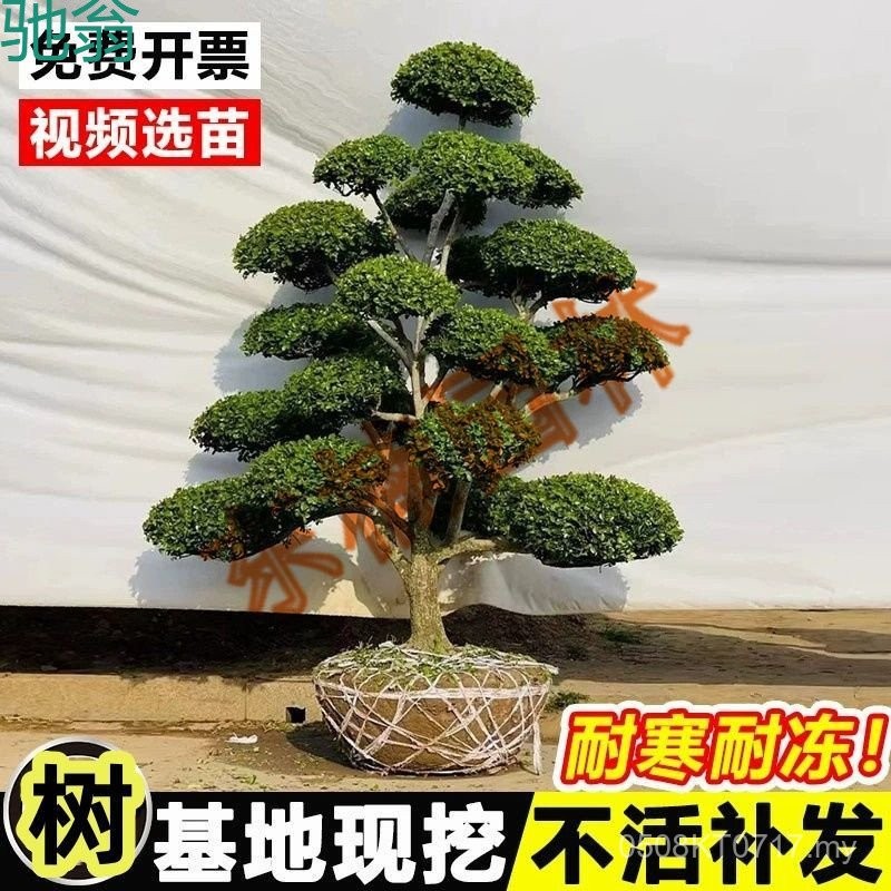 Box Box Tree Greening Small Leaf Bonsai Tree tKC Villa Courtyard ...