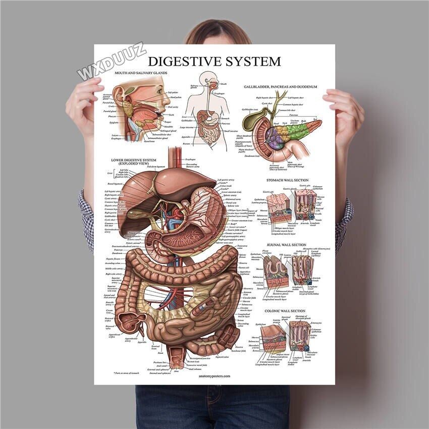 Human Anatomy Muscle System posters Anatomy Diagram Human Medical Wall ...