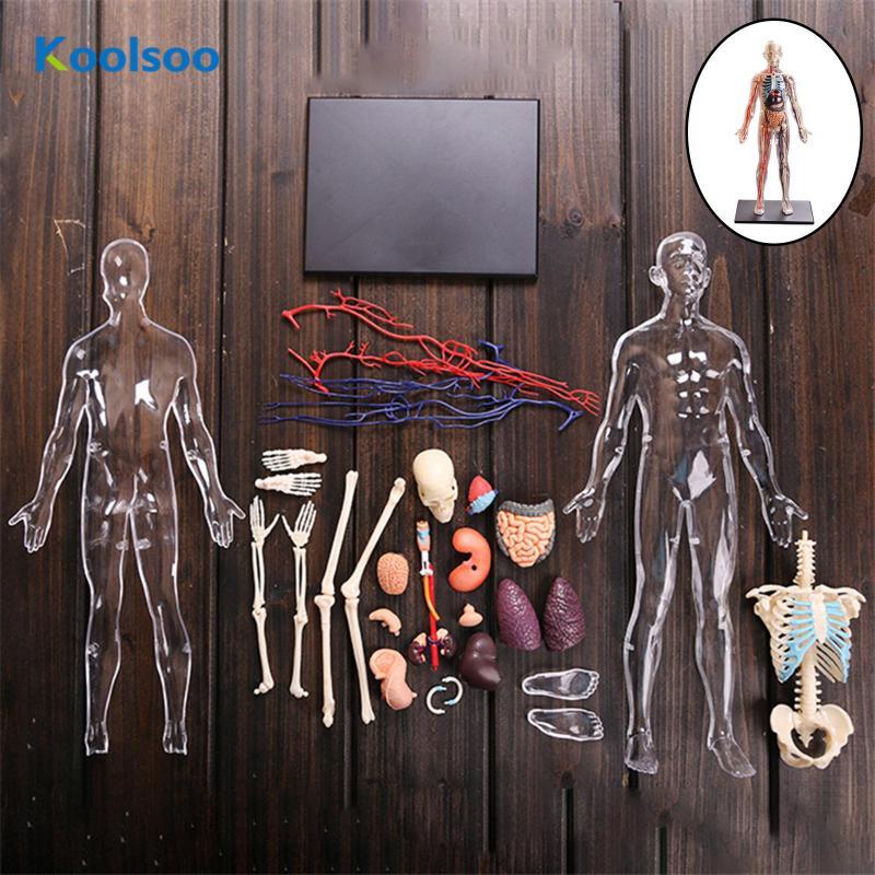 Koolsoo Interactive Human Body Fully Anatomy Figure Human Body Model ...