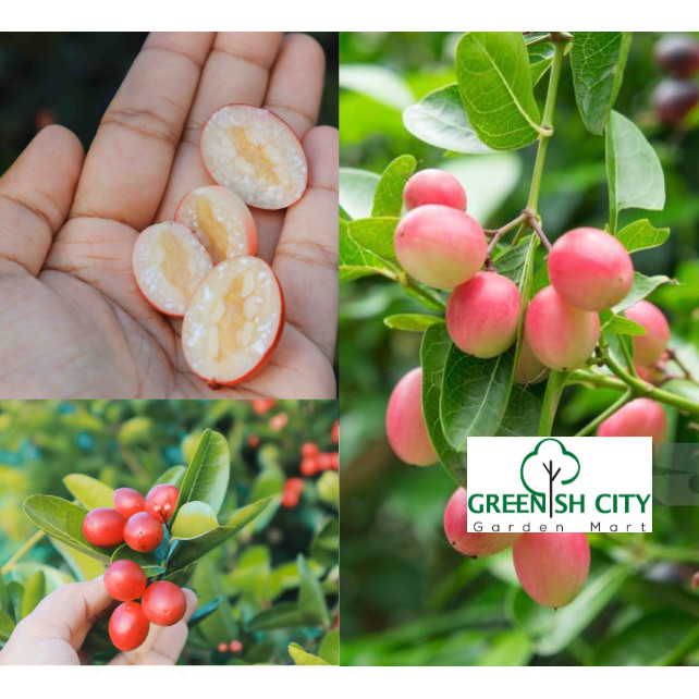 Anak pokok buah Asam Renda/Asam Caranda/Carissa carandas /ubat sembelit ...
