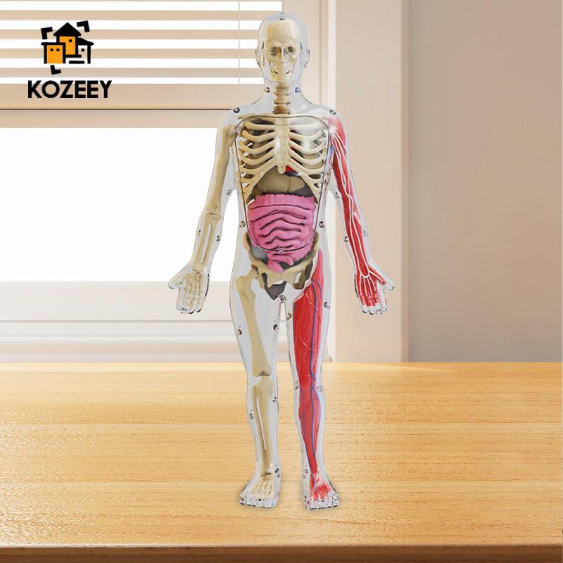 KOZEEY Human Body Kits Toy Removable Organs Human Body Organ Awareness ...