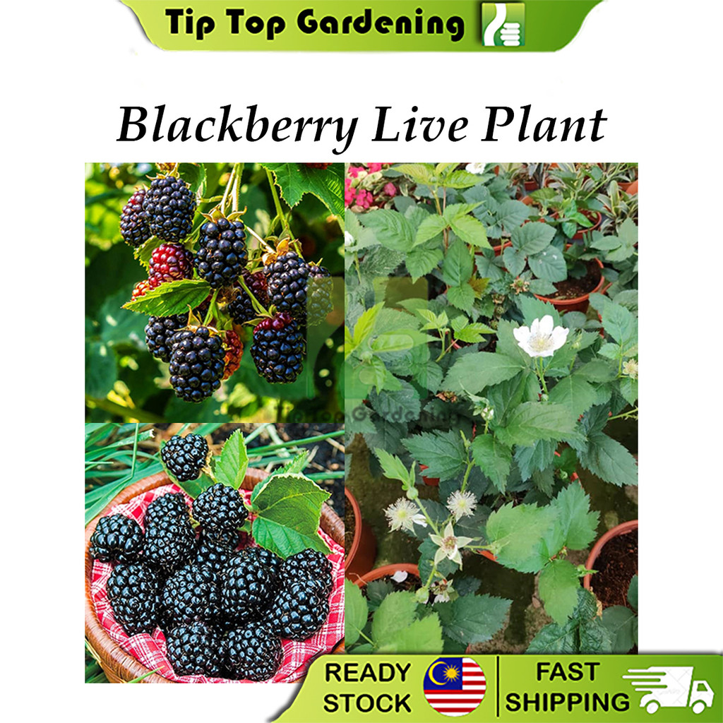 Real Live Plant Blackberry Pokok Hidup Beri Hitam Blackberries Tree ...