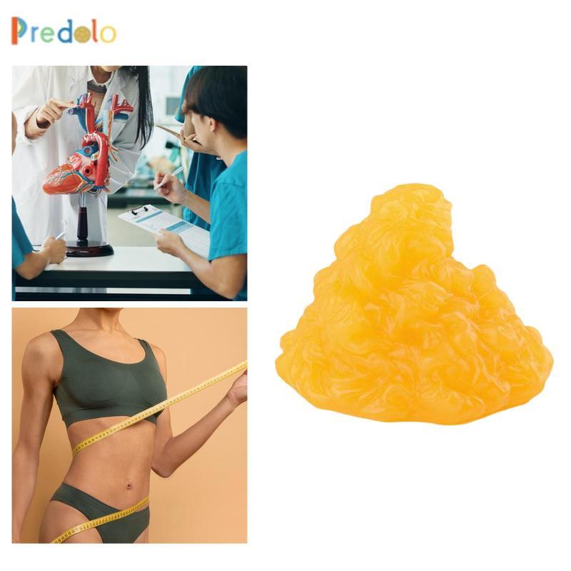 predolo Human Body Fat Anatomy Model Classroom Teaching Props Fat ...