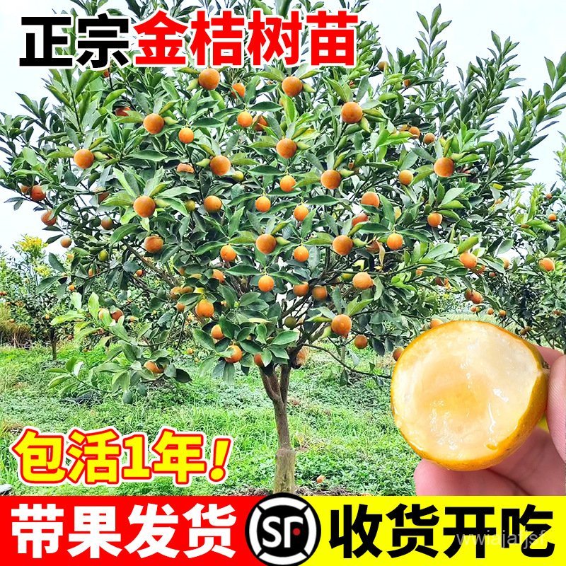 （Spot Goods）Rong'an Crispy Honey Kumquat Tree Seedlings Four Seasons ...