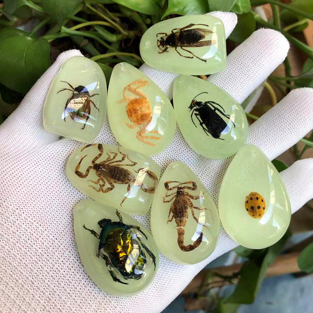 ** Luminous Amber Real Insect Specimens Children Digging Blind Box ...