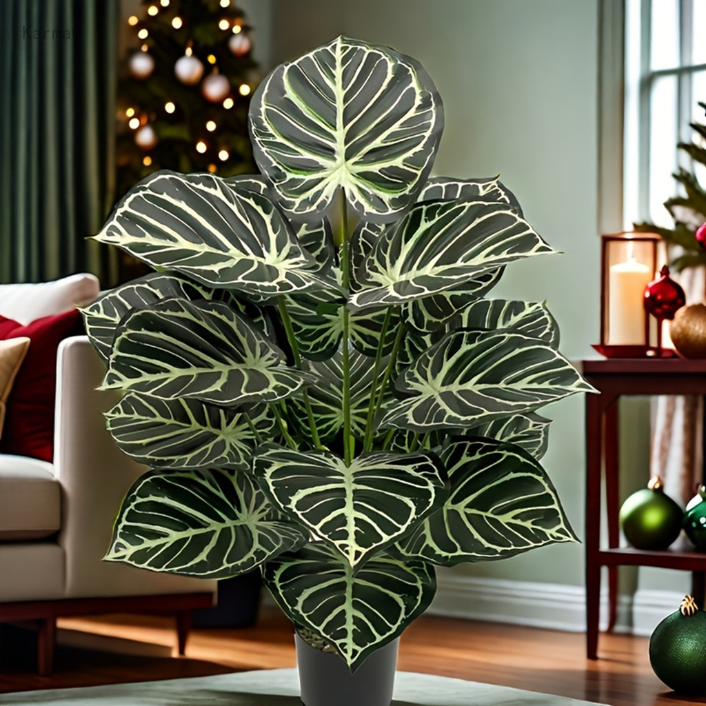 black gold philodendron Philodendron Melanochrysum 'Black Gold'  Plantamani Plants