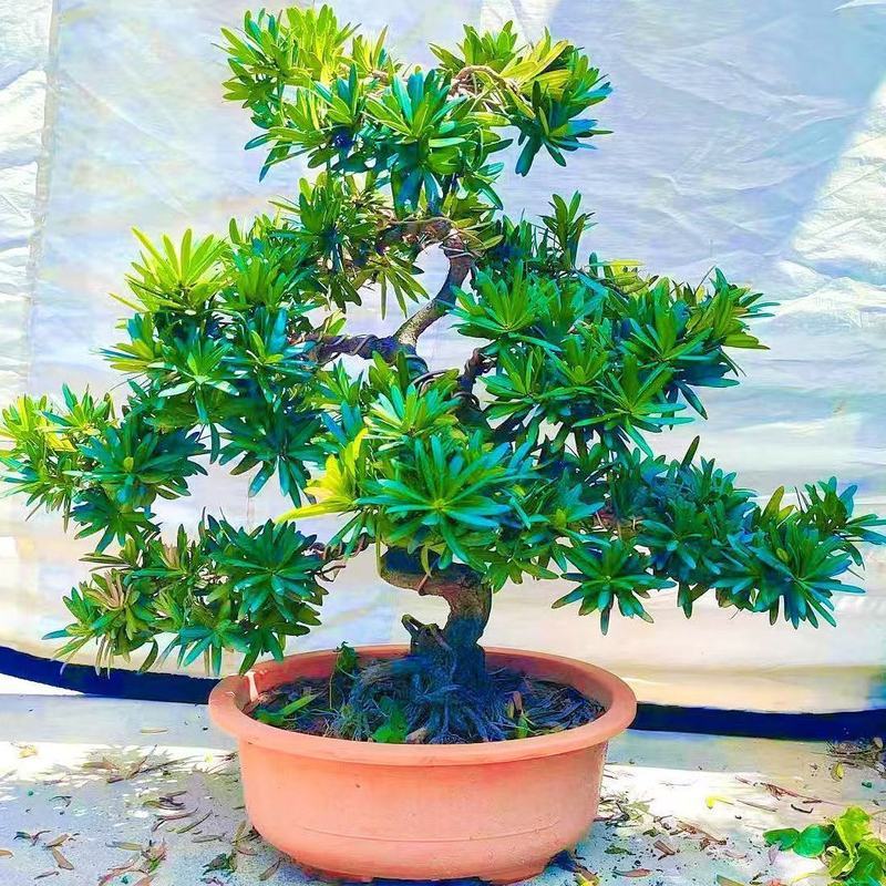 【Precious】(COD)/Pinus Luo Han/Luo Han Pine罗汉松盆景迎客松造型树高端绿植物室内客厅阳台摆放好寓意名贵 ...