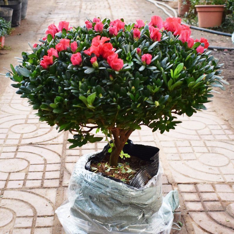 Buy bunga azalea Online With Best Price, Jul 2026 | Shopee Malaysia