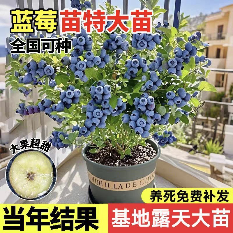 [High-yield fruit explosion] Blueberry tree seedlings potted with soil ...