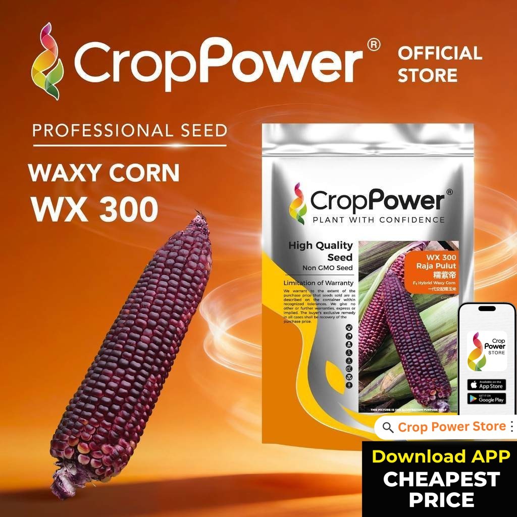 (500 GRAM) Biji Benih Jagung Pulut Raja Pulut 糯紫帝 WX300 CROP POWER F1 ...