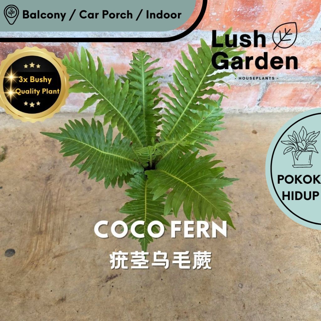 Coco Fern / Dwarf Tree Fern 疣茎乌毛蕨 Anak Pokok Hiasan Dalam Rumah Hidup ...