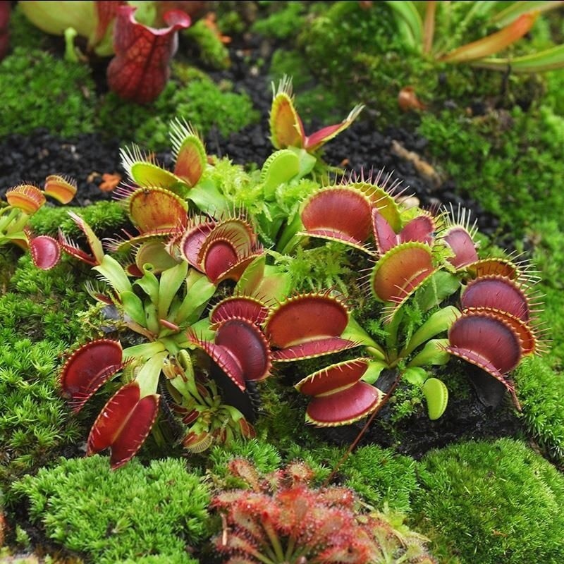 Flytrap Pig Cage Grass Small Cordyceps Cordyceps Infestation Plant