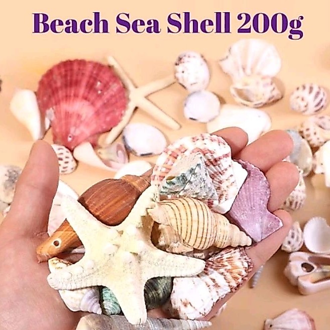 200g Mixed Sea Shell Aquarium Decoration Basket Mix Sea Shell Shell ...
