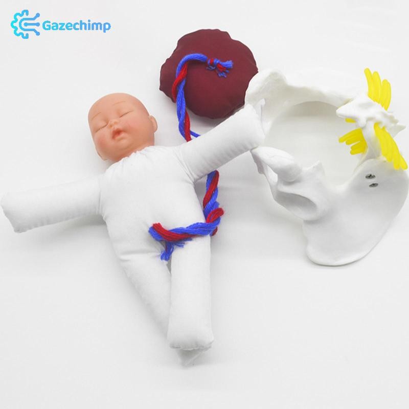 [Gazechimp] Human Female Pelvic Model Birth Model Anatomical Model ...