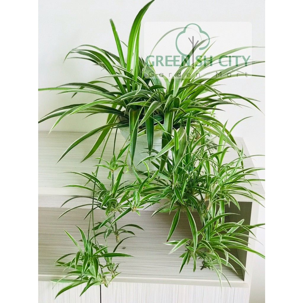 GNC - Chlorophytum Spider Fern Pokok Klorofitum 吊兰 | Shopee Malaysia