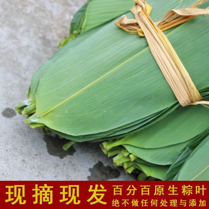 Fresh large rice dumpling leaves Jiangxi palm leaf rice dumpling leaves ...