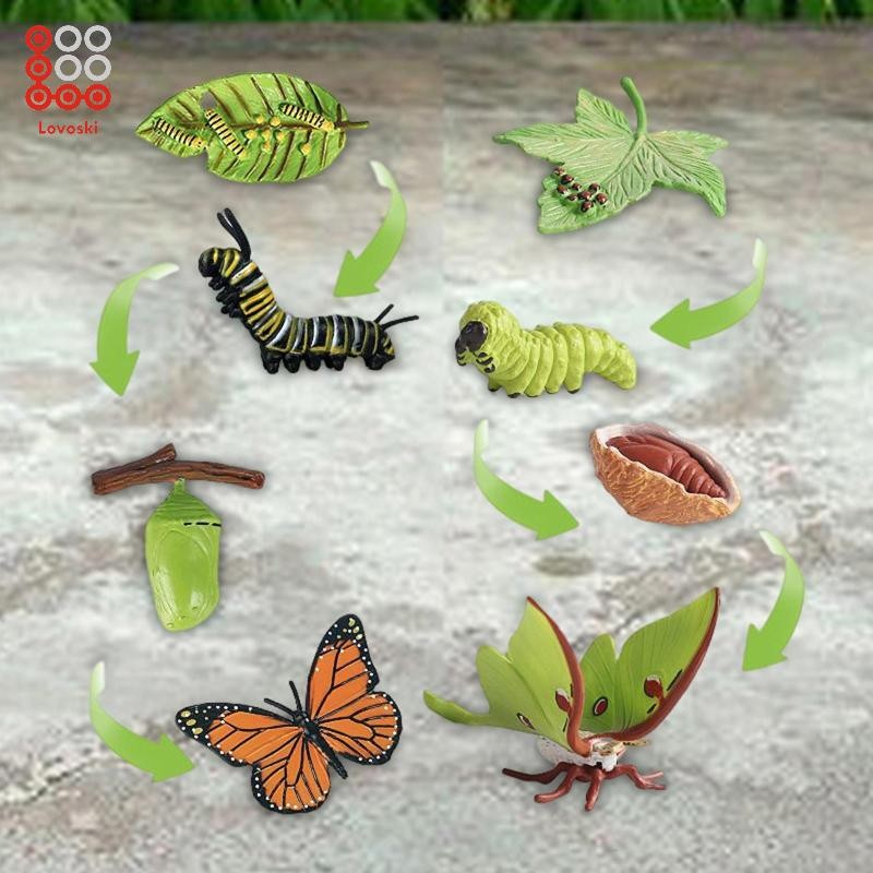 [Lovoski] Butterfly Moth Life Cycle Playset Lifelike Model Cognitive ...