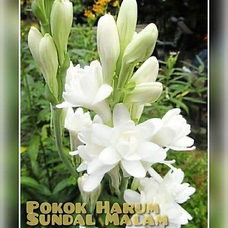 Buy bunga harum sundal malam Online With Best Price, Jul 2026 | Shopee ...