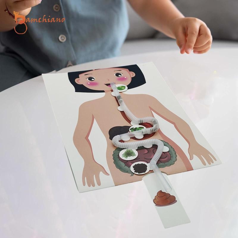 gamchiano Human Digestive System Model, Teaching Aid, DIY Simulation ...