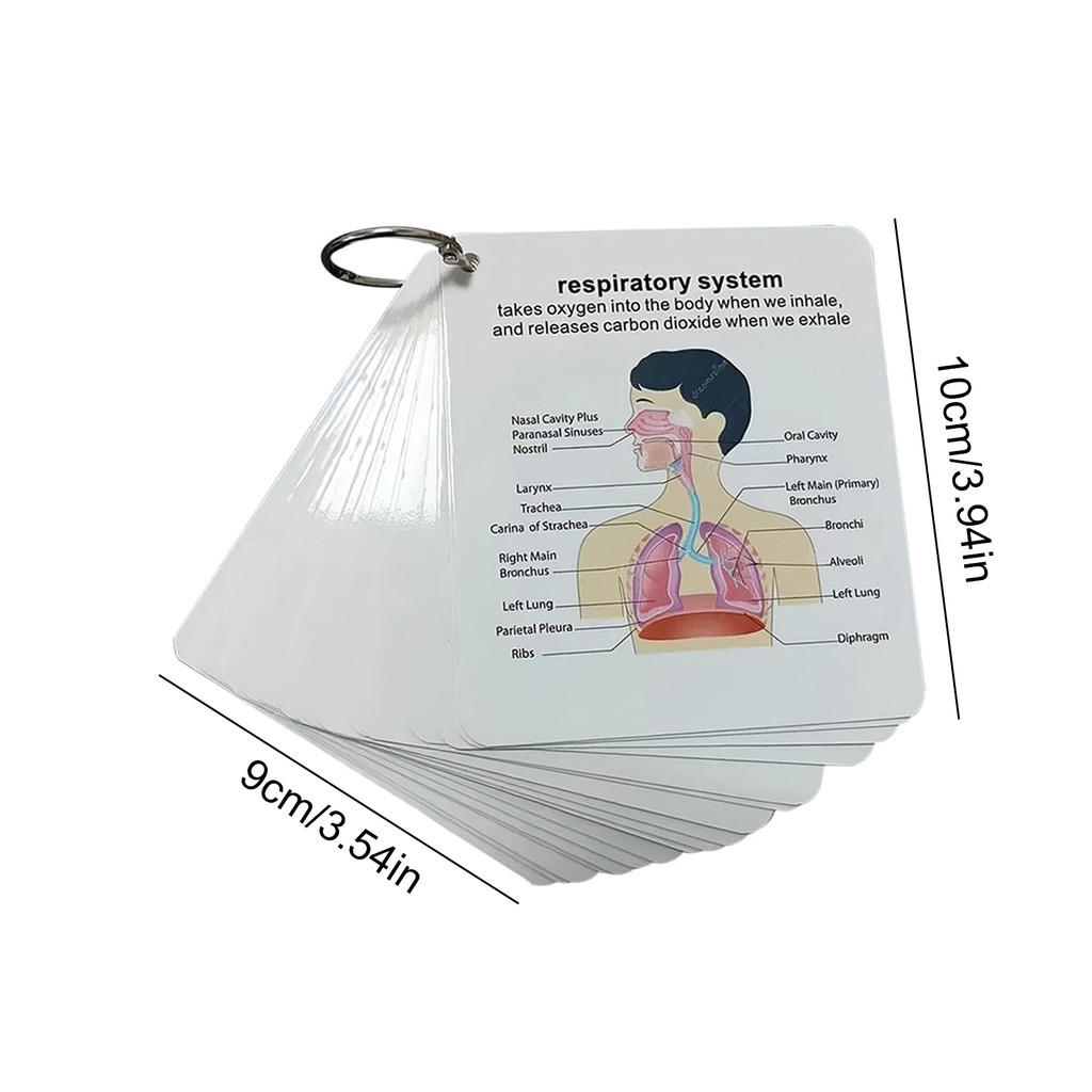 Anatomy and Physiology Flash Cards with Rings Human Body System Anatomy ...