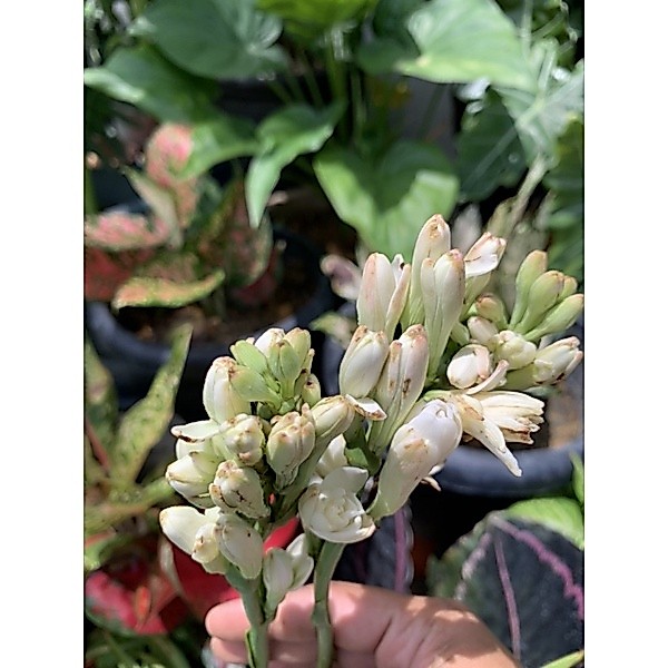 Buy bunga harum sundal malam Online With Best Price, Jul 2026 | Shopee ...
