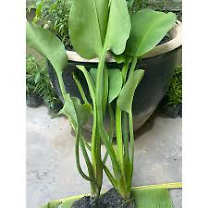 Buy paku rawan Online With Best Price, Aug 2026 | Shopee Malaysia
