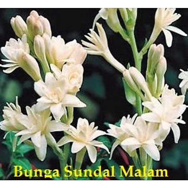 Buy bunga harum sundal malam Online With Best Price, Jul 2026 | Shopee ...