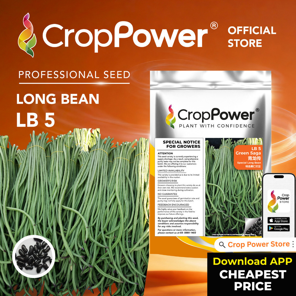 200 GRAM) Biji Benih Kacang Panjang Green Saga 青龙传 LB5 CROP