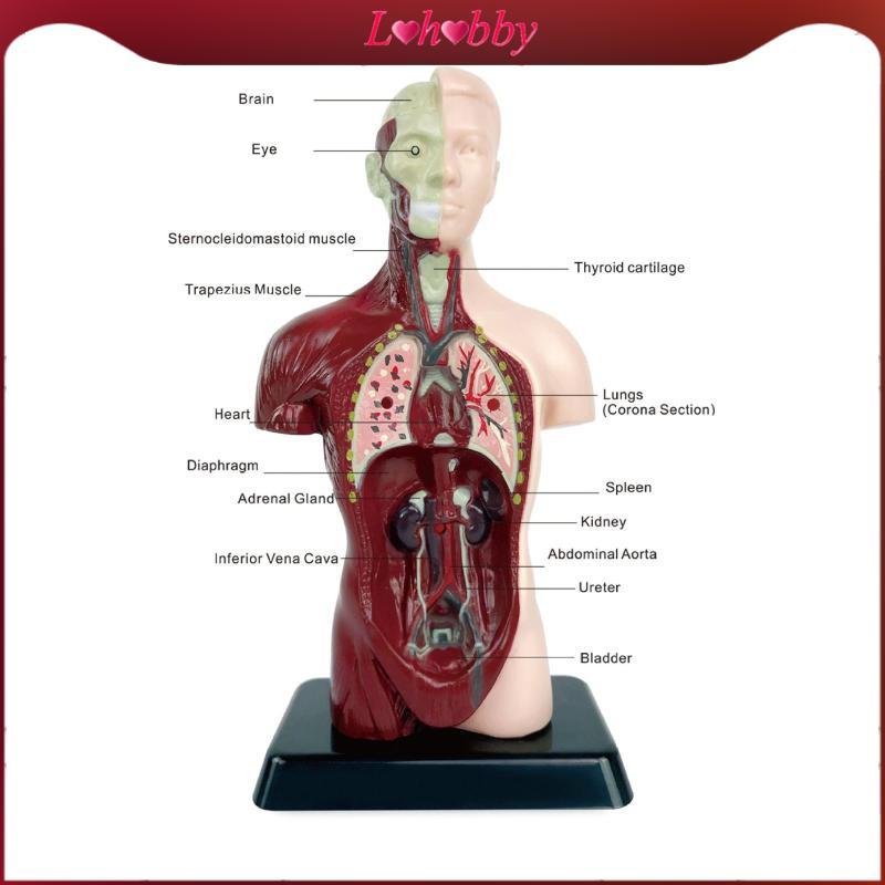 Lohobby Human Body Model with Display Stand Realistic Human Display for ...