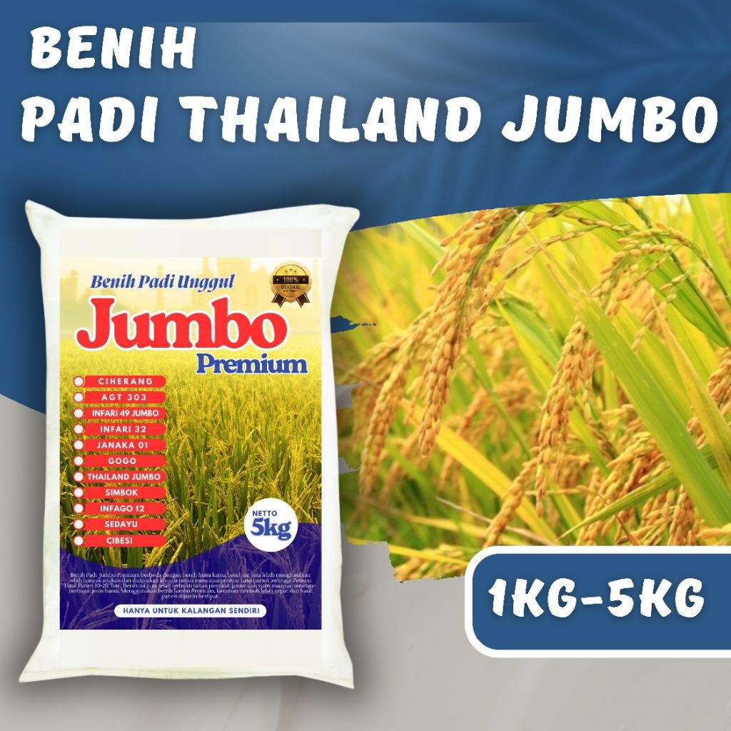 THAILAND JUMBO SUPERIOR RICE SEEDS 1kg - 5kg PREMIUM Super Quality ...