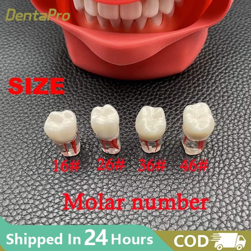 Dental Endo Training Block Tooth Endodontics Root Canal Model Dentistry ...