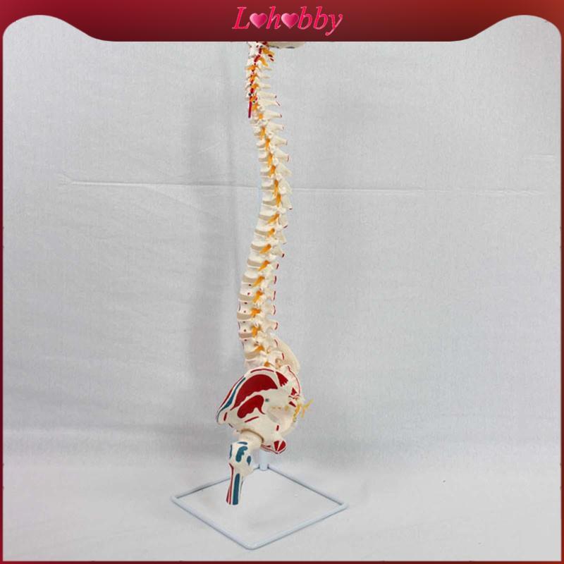 Lohobby Human Spine Model Vrtebrae Life Size Nerves Spinal Cord Model ...