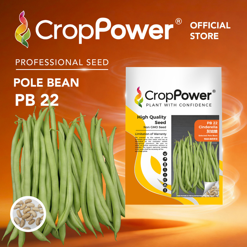 (200 GRAM) Biji Benih Kacang Buncis Cinderella 灰姑娘 PB22 CROP POWER Pole ...