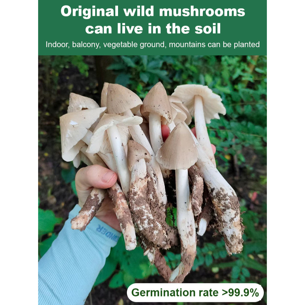 Edible Mushroom Spores