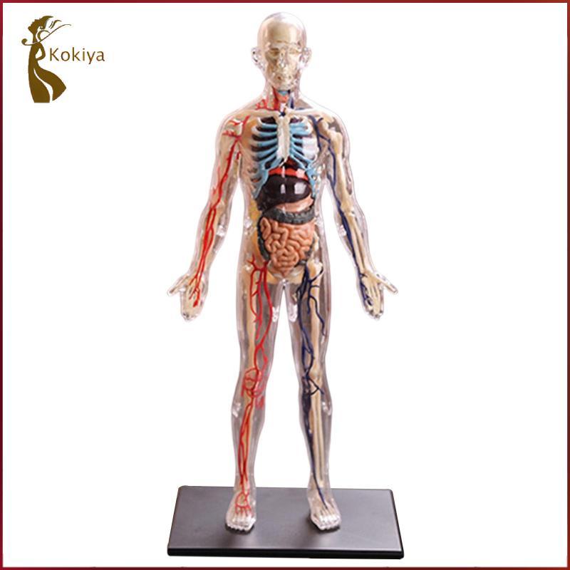 [kokiya] Interactive Human Body Fully Anatomy Figure Human Body Model ...