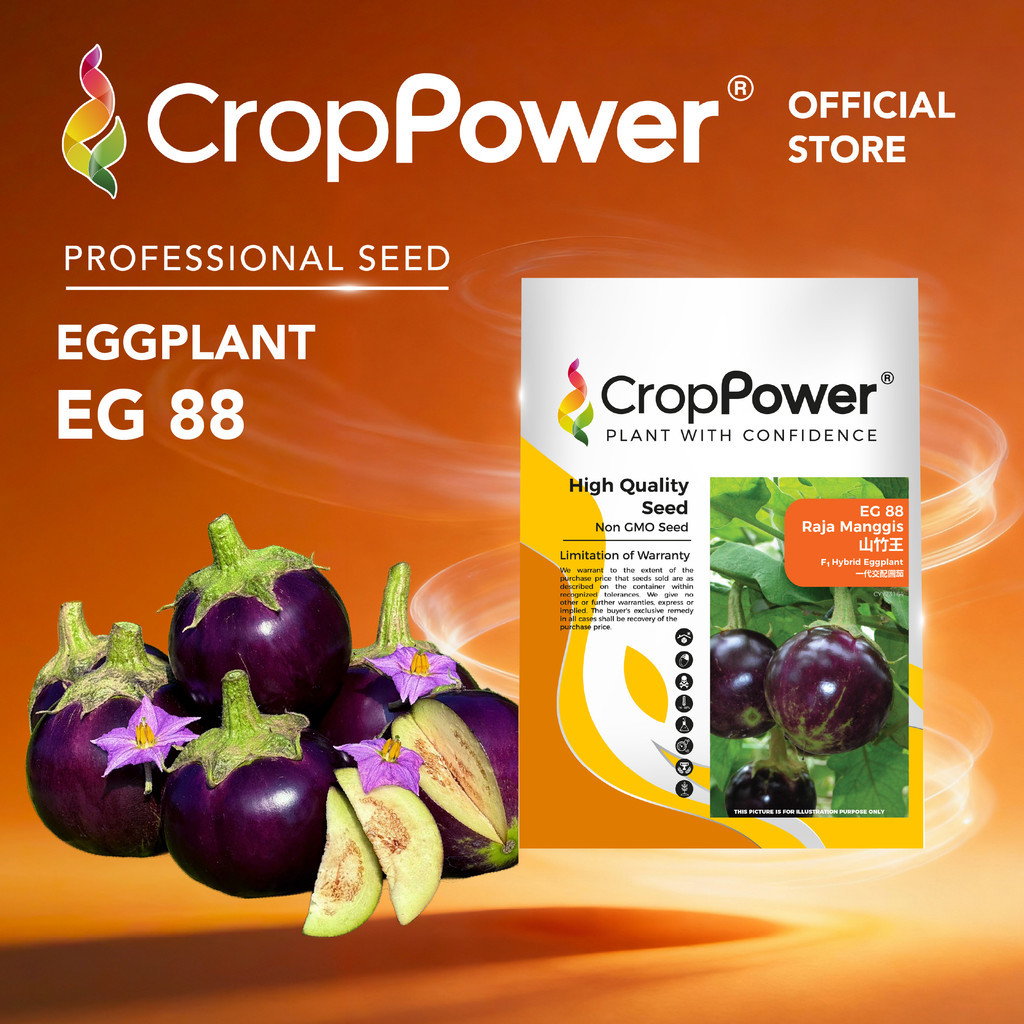 (10 GRAM) Biji Benih Terung Raja Manggis 山竹王 EG88 CROP POWER F1 Hybrid ...