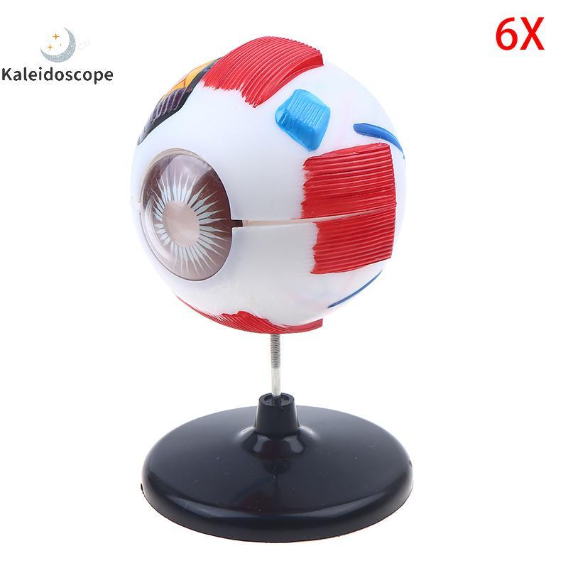 Kaleidoscope Eyeball Anatomy Model For Eye Diseases Study, 6X Human Eye ...