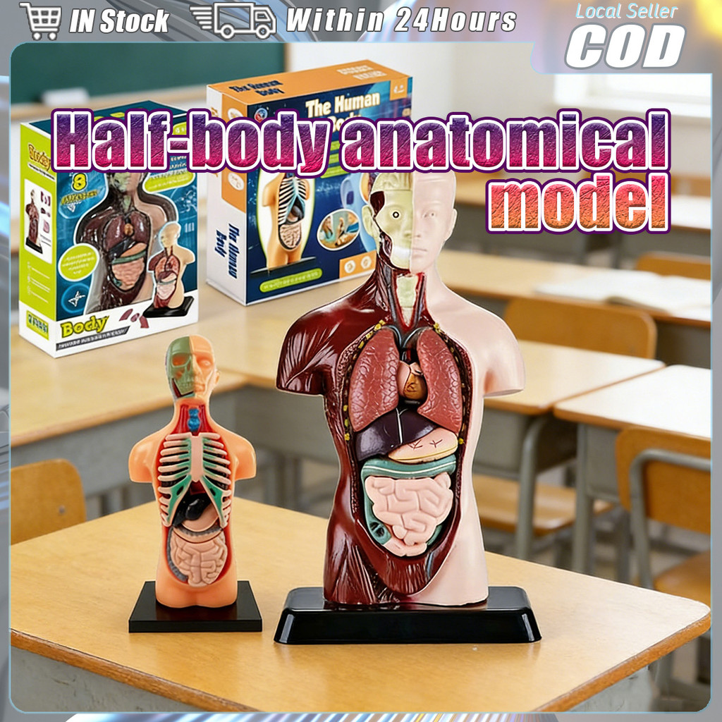 Torso Anatomy Model Removable Organs Study Structure of The Human Body ...