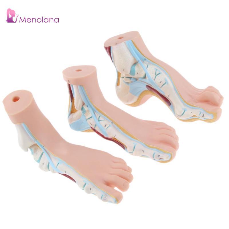 Menolana Normal Human Foot Platypodia Foot Anatomy Model Muscle ...