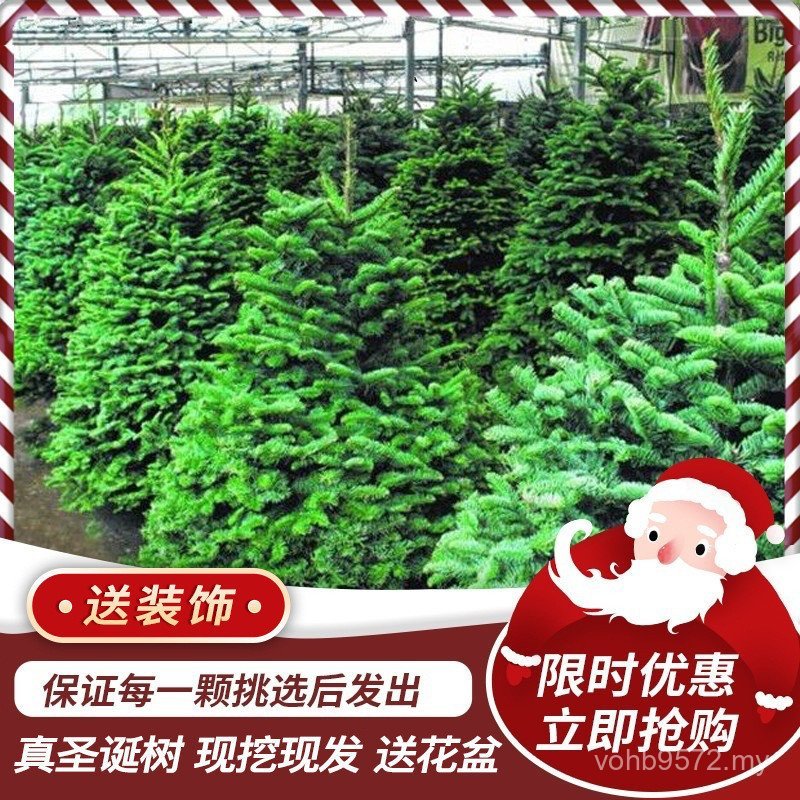 Real Tree Potted Pine Norwegian Christmas Tree Spruce Green Plant Nobe ...