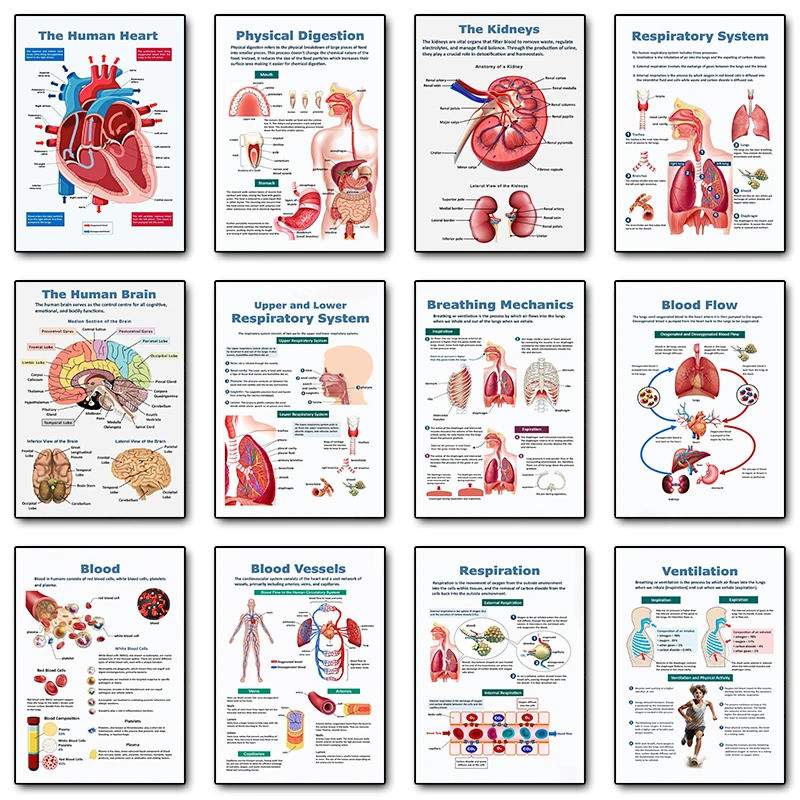 Human Biology Anatomy Posters Skeleton Cardiovascular System Canvas ...